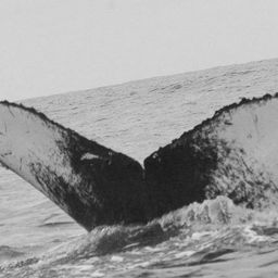 Fluke of CRC-11689