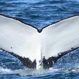 Fluke of HW-MN0104779