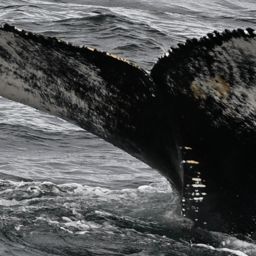 Fluke of 159206