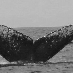 Fluke of FIBB-4BB144
