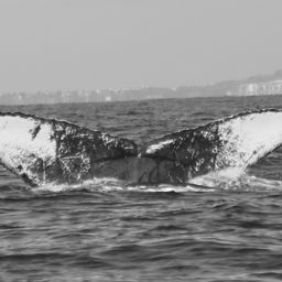 Fluke of CRC-19163