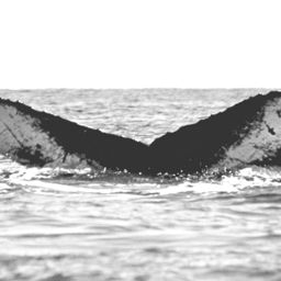 Fluke of CRC-17638