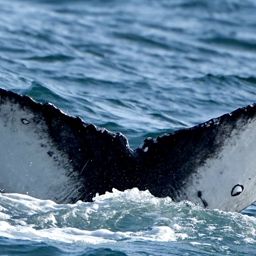 Fluke of HW-MN0504119