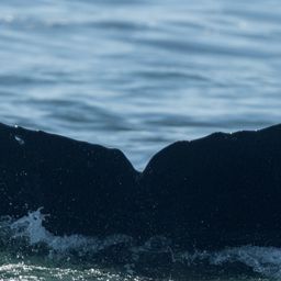 Fluke of HW-MN0504125