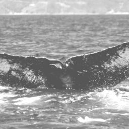 Fluke of FIBB-3BB072