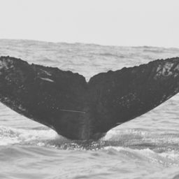 Fluke of FIBB-4BB026