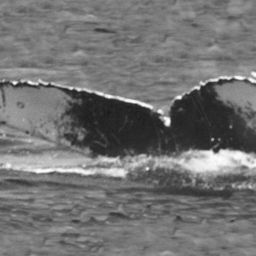 Fluke of CRC-10019
