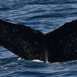 Fluke of CRC-19164