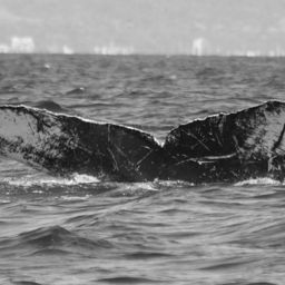 Fluke of BCY0262