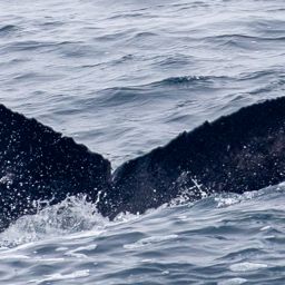 Fluke of 2025-2026 calf of CRC-10708