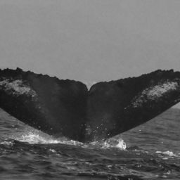 Fluke of CRC-13553