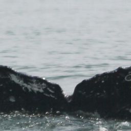 Fluke of FIBB-4BB382
