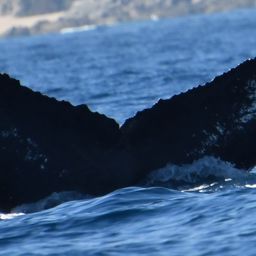 Fluke of CRC-17227