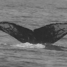 Fluke of FIBB-3BB329