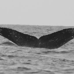Fluke of CRC-16527