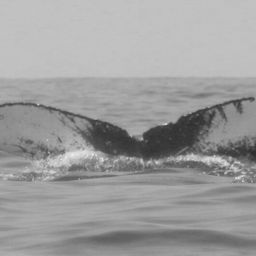 Fluke of FIBB-3BB206
