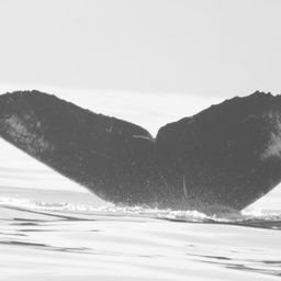 Fluke of CRC-11714
