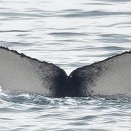 Fluke of 2025-2026 calf of GWAK-P011