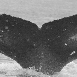 Fluke of FIBB-3BB207