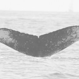 Fluke of FIBB-3BB228
