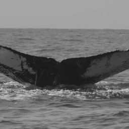Fluke of FIBB-3BB349