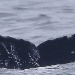 Fluke of 2026 calf of Divot