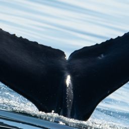 Fluke of 2026 calf of Ghost