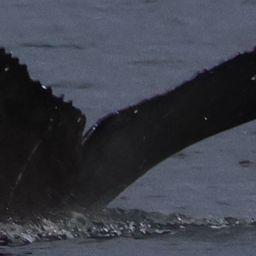 Fluke of Auger