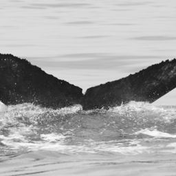 Fluke of FIBB-4BB446