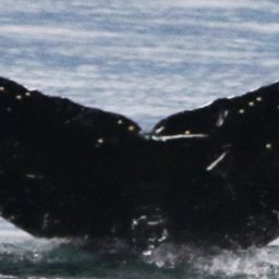Fluke of SEAK-5317