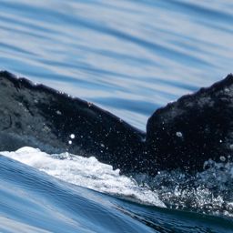 Fluke of 2026 calf of Hecate