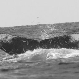 Fluke of FIBB-4BB259