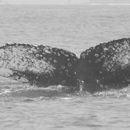 Fluke of FIBB-3BB202