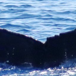 Fluke of 160762