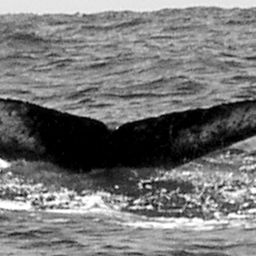 Fluke of FIBB-4BB149