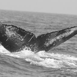 Fluke of FIBB-3BB332