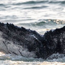 Fluke of 2025-2026 calf of HW-MN0102927