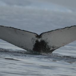 Fluke of AHWC-4346
