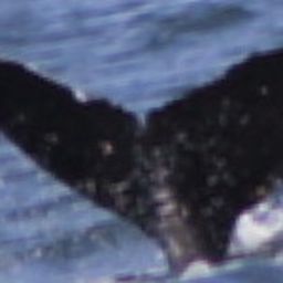 Fluke of 2026 calf of Sage