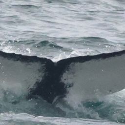 Fluke of 161184