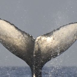 Fluke of 161189