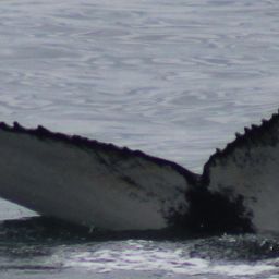 Fluke of 161191