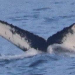 Fluke of 161222
