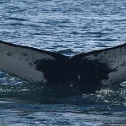 Fluke of 161224