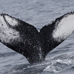 Whale fluke