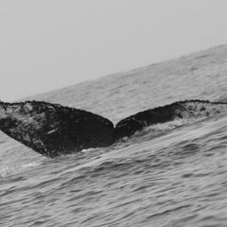 Fluke of CRC-14058