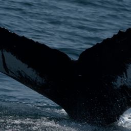 Fluke of 161319