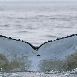 Whale fluke