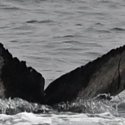 Fluke of 2025-2026 calf of CRC-12439