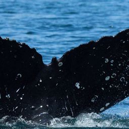 Whale fluke